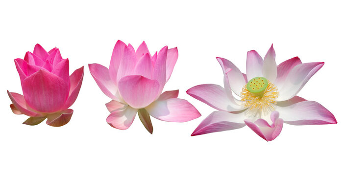 Set of water lily isolated on white background with clipping paths