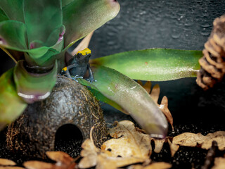 frog on the vine