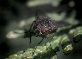 fly on leaf