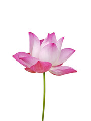 Waterlily (Pink lotus) blooming. Isolated on a white background. 
(clipping path)