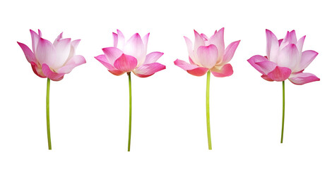 Collection Waterlily (Pink lotus) blooming and bud. Isolated on a white background. 
(clipping path)
