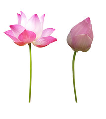 Collection Waterlily (Pink lotus) blooming and bud. Isolated on a white background. 
(clipping path)
