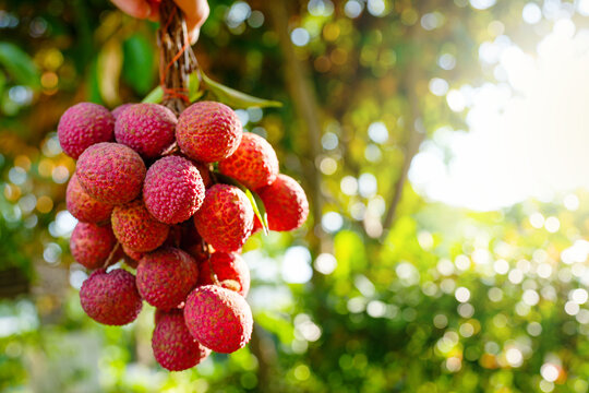 Bunch sweet lychee against sunlight