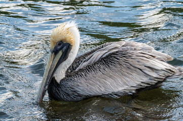 pelican in the bay