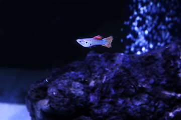Guppys Fish. Ornamental fish.