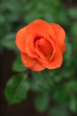 オレンジ色のバラ