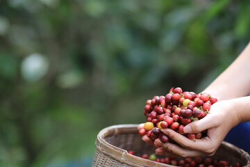 raw berries hand Harvesting coffee farm hand in farm. harvesting Robusta and arabica  coffee...