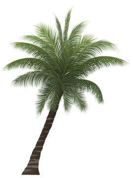 palm tree, coconut tree isolated on white