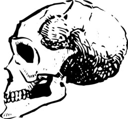 Ink sketch of human skull. Vector illustration. Isolated on white background.