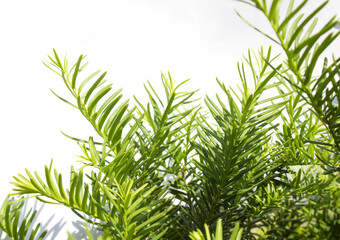 Taxus baccata close up. Green branches of yew tree isolated white background. (Taxus baccata, English yew, European yew).