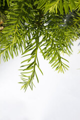 Taxus baccata close up. Green branches of yew tree isolated white background. (Taxus baccata,...