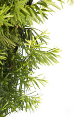 Taxus baccata close up. Green branches of yew tree isolated white background. (Taxus baccata, English yew, European yew).