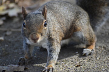 squirrel eating nut