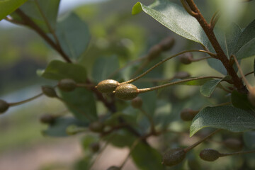 
It is the unripe fruit of the Ripe Autumn Olive Berries (Elaeagnus Umbellata)tree. oleaster
