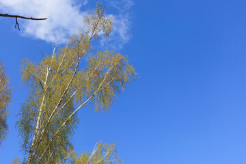 Landscape with birch trees with young spring foliage against the sky and a funny dry twig in the foreground. Selective focus.