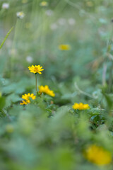 Spring background with beautiful yellow flowers