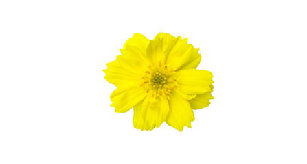 Isolated a single yellow cosmos flower with clipping paths.