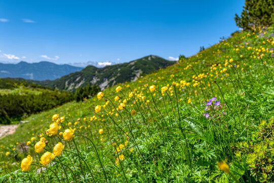 Wiese mit Trollblumen in den Alpen
