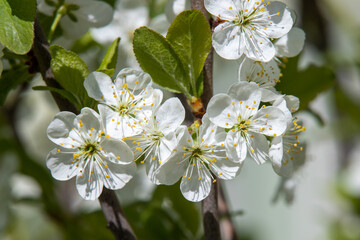 white flowers fruit trees closeup spring nature