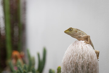 golden brown skinned chameleon perched