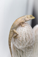 golden brown skinned chameleon perched