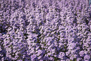Purple margaret flowers (Michaelmas Daisy) are blooming beautifully
