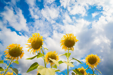 Sunflowers field landscape close-up on a background of blue sky