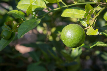 Fresh lemon Citrus aurantifolia Swingle