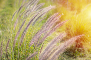 Close-up of the fountain grass (Pennisetum setaceum) in the middle of a beautiful
