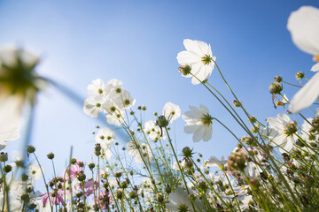 Beautiful wild flowers camomiles flowers in the field