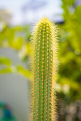 Little Cactus plant with nature background