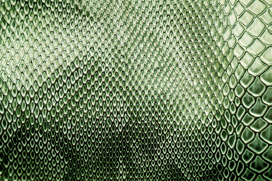 Close up of snake skin texture