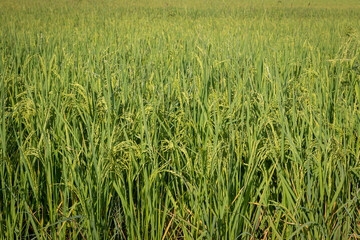 green rice fields are blooming