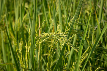 Obraz premium green rice fields are blooming