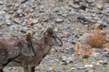 Wild blue sheep (Bharal) in Tibet