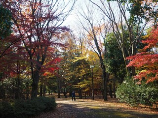 the beautiful autumn leaves of Tokyo, Japan