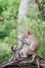 Portrait, moment of Mother monkey and baby in forest park it was interested in the corn in the mother's hand at Khao Ngu Stone Park, Ratchaburi, Thailand. Leave space for text input.