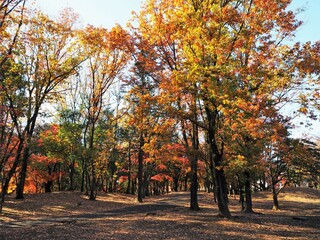 Naklejka premium the beautiful autumn leaves of Tokyo, Japan