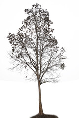 Trees for decoration, cut, white background.