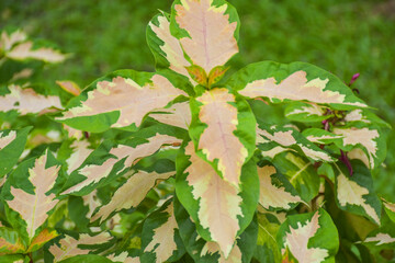eautiful colorful leaves in Chatuchak Park, Bangkok, Thailand, tourist and leisure attractions