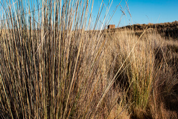 Altiplano, paja brava grass in the Andes mountain range, Bolivian altiplano, resistant to altitude....