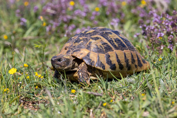 Eine Dalmatinische Landschildkröte in der Seitenansicht in einer Blumenwiese