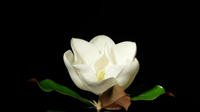 Time lapse of blooming flower of Magnolia grandiflora, the Southern magnolia or bull bay, big white flower from bud to full blossom, 4k footage studio shot.