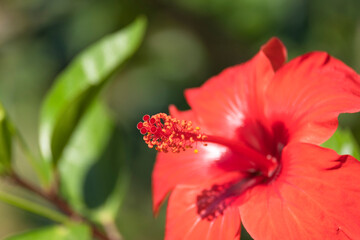 Blooming Red Hibiscus Flowers with Plenty of Leaves. detail of the anthers,
