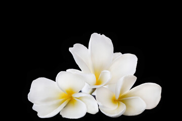 Fototapeta na wymiar white flowers franigipani local flora of asia arrangement flat lay postcard style on background black