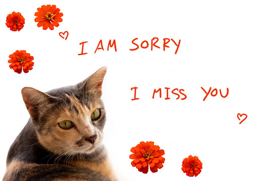 I Am Sorry, I Miss You Message Card Handwriting With Cat, Zinnia Elegans Flowers Arrangement Flat Lay Postcard Style On Background White 