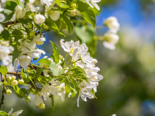 White blossoming apple trees. White apple tree flowers