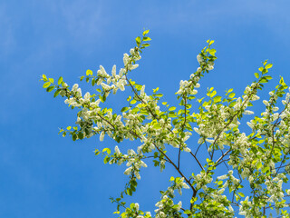 Bird cherry branches with white flowers on a background of blue sky.
