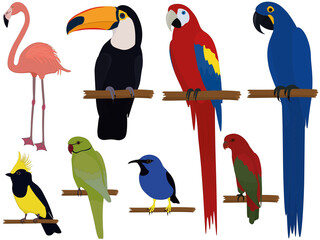 Varicoloured exotic tropical birds collection vector illustration