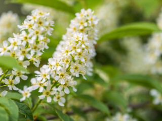 Fototapeta premium White flowers blooming bird cherry. Close-up of a Flowering Prunus padus Tree with White Little Blossoms